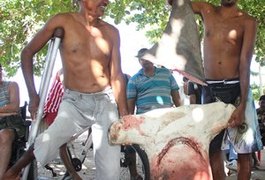 Tubarão de 300 kg é capturado por pescadores em Maceió