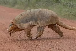 Maior tatu do mundo é flagrado no Brasil após 40 anos sumido