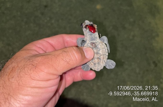Fotopoluição atrai filhotes de tartaruga para estrada e animais morrem atropelados em Maceió