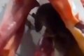 VÍDEO: Rato é visto em cima de carnes à venda no Mercado Municipal de Itabaiana