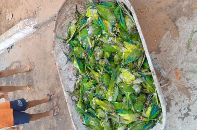 Tempestade derruba árvore e provoca morte de mais de 350 periquitos no Maranhão
