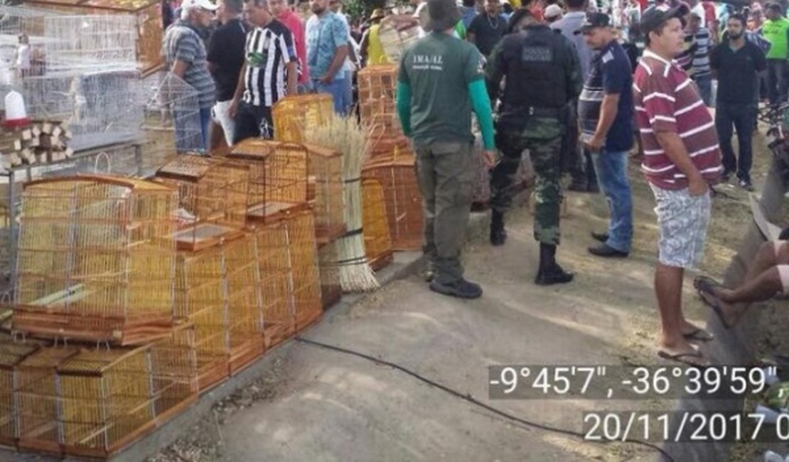 Operação apreende dezenas de pássaros e fecha abatedouro clandestino