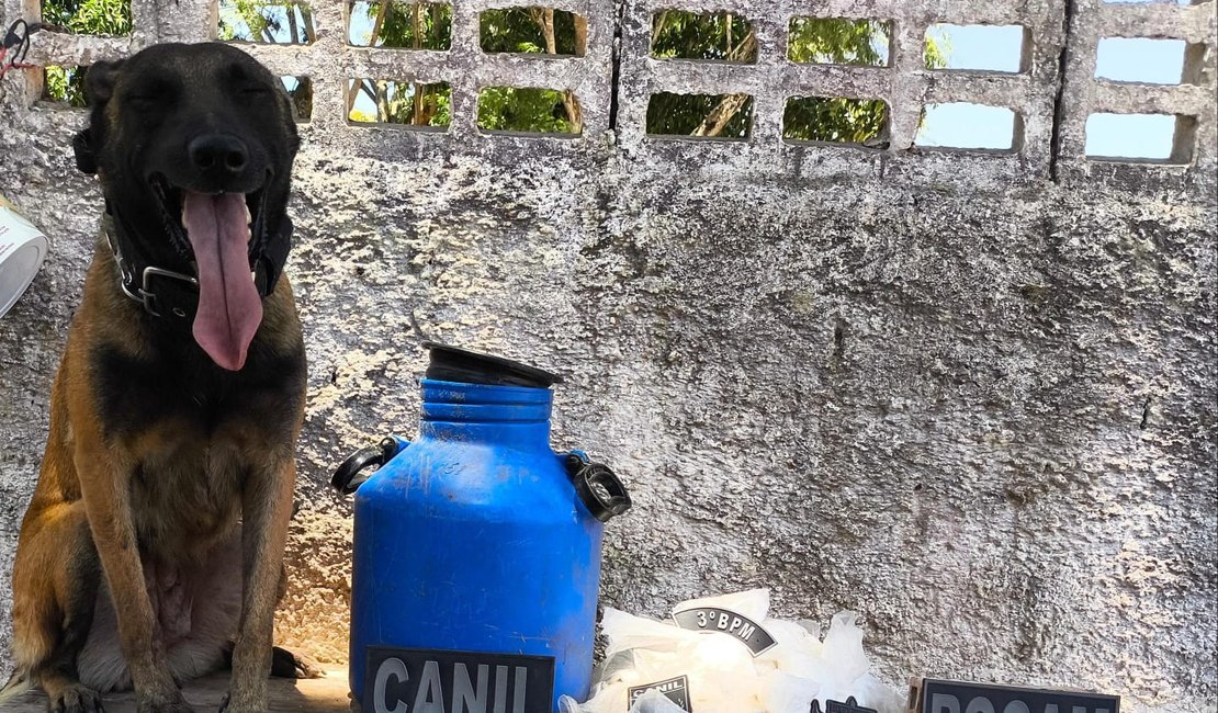 Polícia Militar localiza grande quantidade de drogas durante ação no bairro Canafístula, em Arapiraca