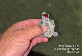 Fotopoluição atrai filhotes de tartaruga para estrada e animais morrem atropelados em Maceió