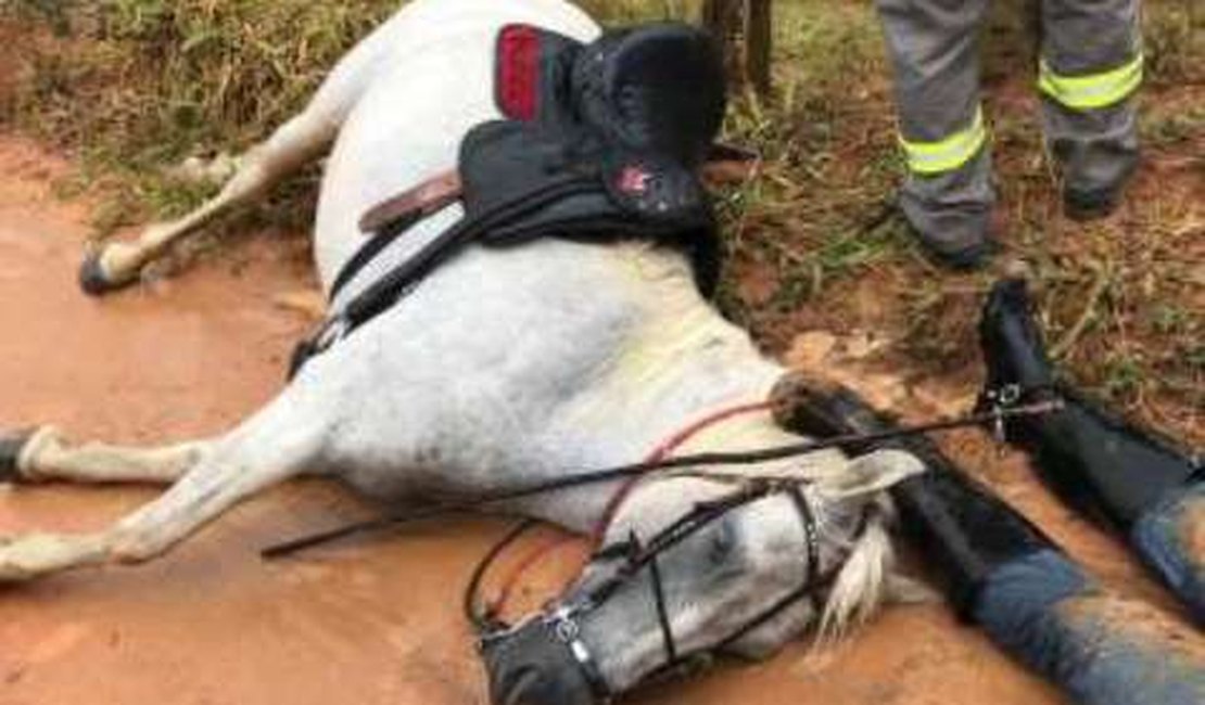 Homem morre eletrocutado ao tentar salvar cachorro preso em cerca elétrica na cidade de Chã Preta