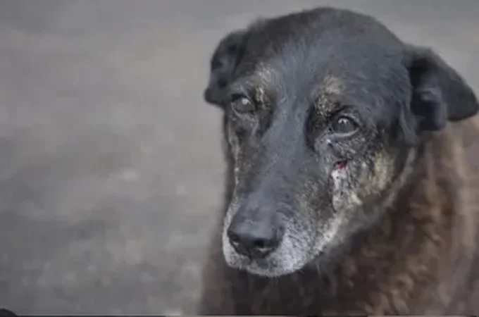 Morte do cão Orelha: caso pode ser arquivado? Entenda revolta da web