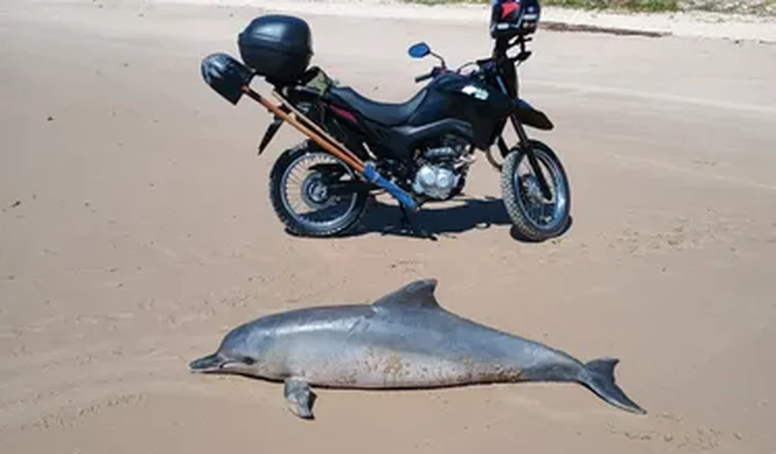 Boto-cinza é encontrado morto na Barra de Santo Antônio; Instituto Biota realizará necropsia