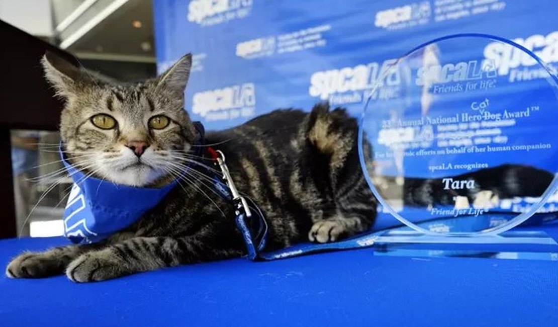 Gato ganha prêmio de 'Cão Herói' por salvar criança de ataque de cachorro