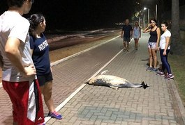 Golfinho é encontrado morto, com corte no pescoço, em praia de Maceió