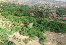 Operação erradica 60 mil pés de maconha no Sertão de Pernambuco