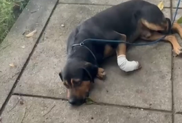 VÍDEO: Cachorro é baleado após ser 'jurado de morte' por traficantes em comunidade carioca