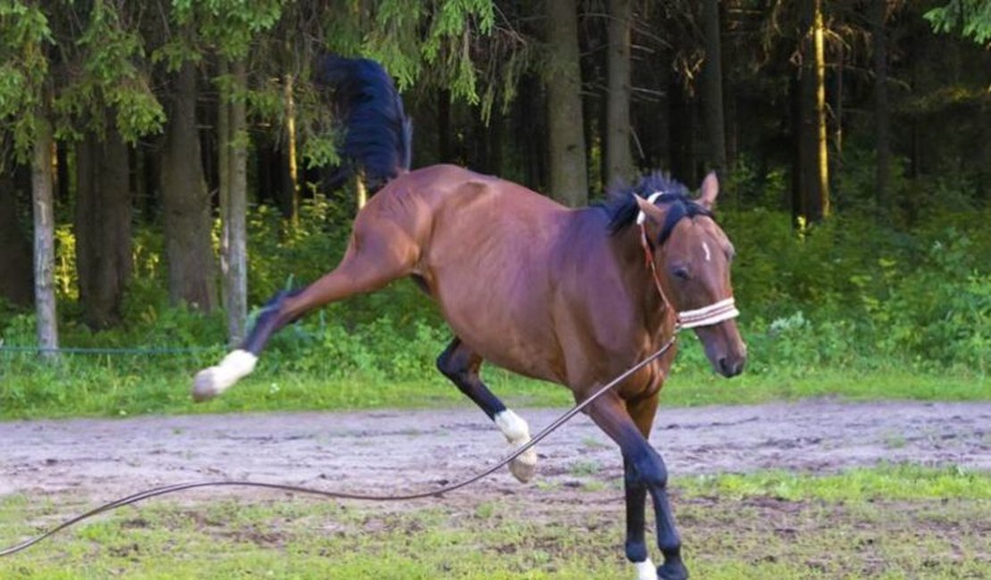Homem é socorrido após levar coice de cavalo nas pernas em Penedo
