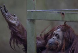 Buenos Aires anuncia fechamento de zoológico inaugurado em 1875