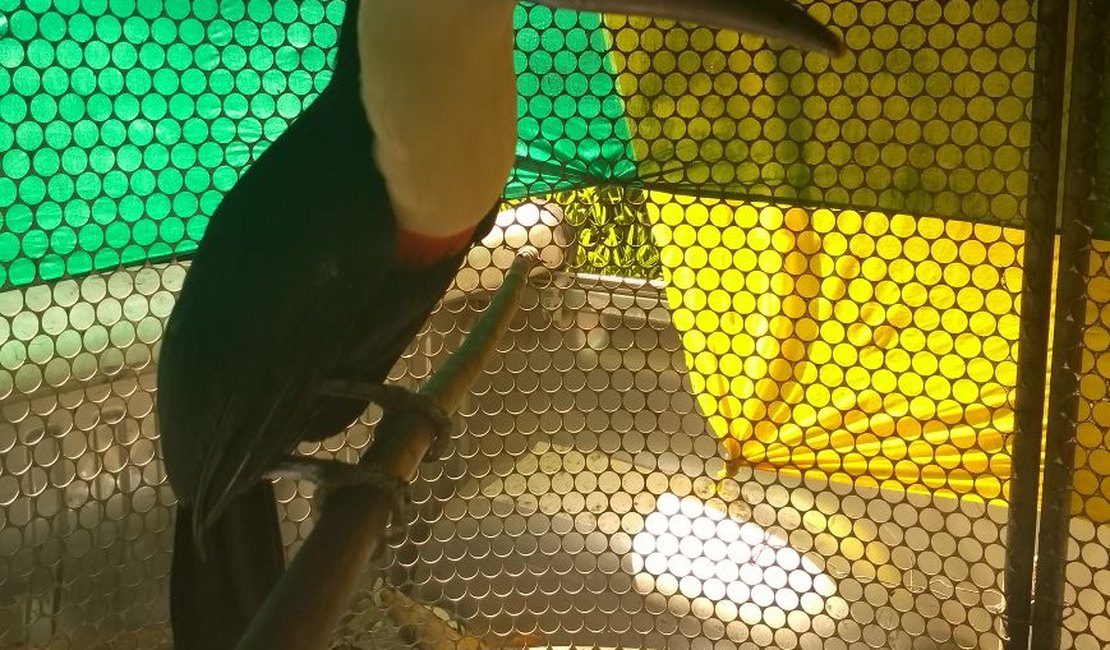 FPI apreende tucanos e outros animais silvestres na casa de bispo de Penedo