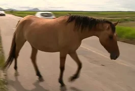 Bombeiros retiram cavalos que estavam soltos na estrada, em Arapiraca