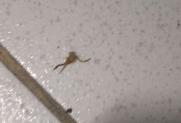 Sindipol afirma que Delegacia de Rio Largo está infestada de escorpiões