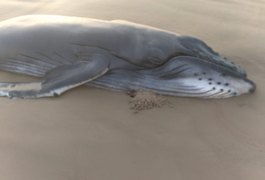 Filhote de baleia jubarte é encontrado morto na Praia do Pontal do Peba, em Alagoas