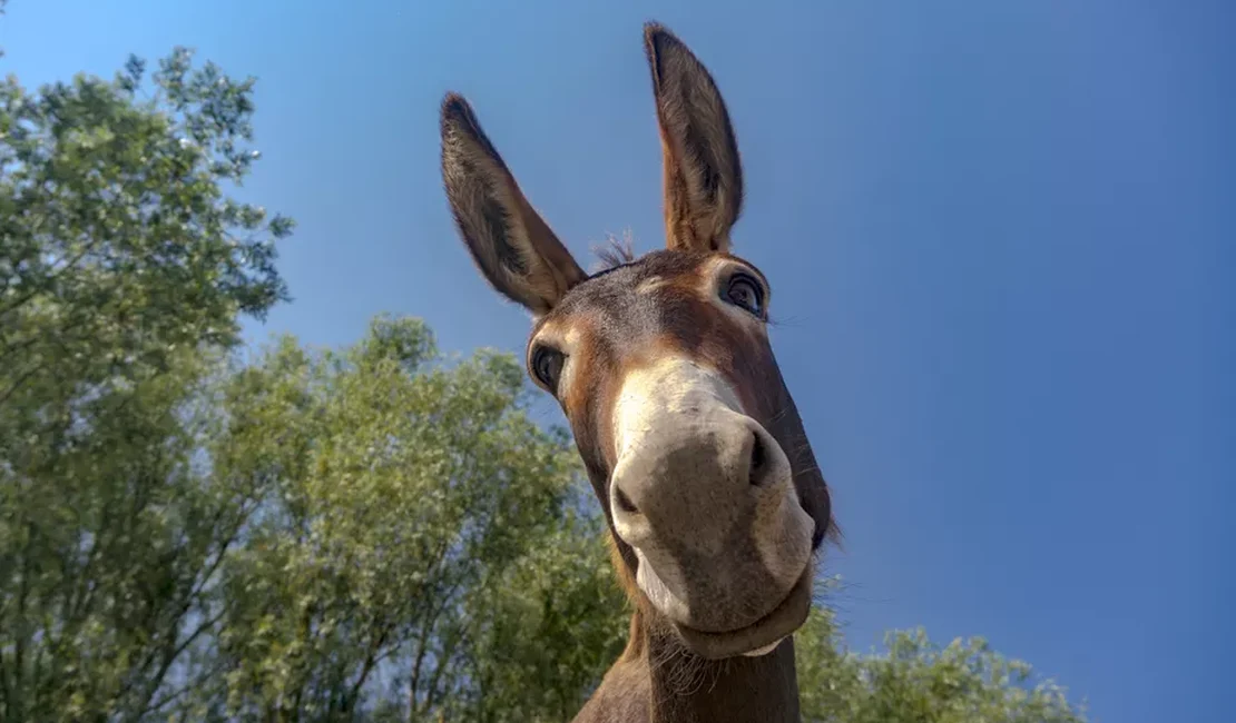 Mulher denuncia homem ao flagrá-lo espancando jumenta e polícia encontra animal machucado, em Arapiraca
