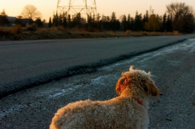 Influenciador esfola, cozinha e come cão de rua no Marrocos para viralizar no YouTube