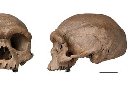 Arqueólogos descobrem fóssil de espécie mais próxima ao Homo sapiens