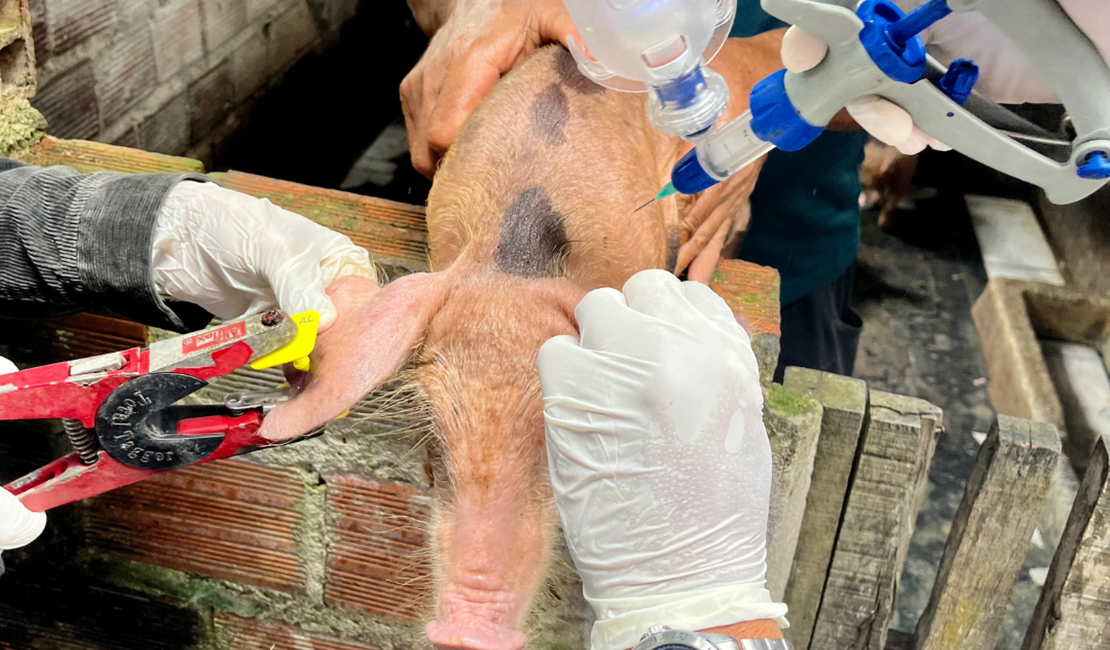 Vacinação contra a Peste Suína Clássica é prorrogada até dia 31 de dezembro