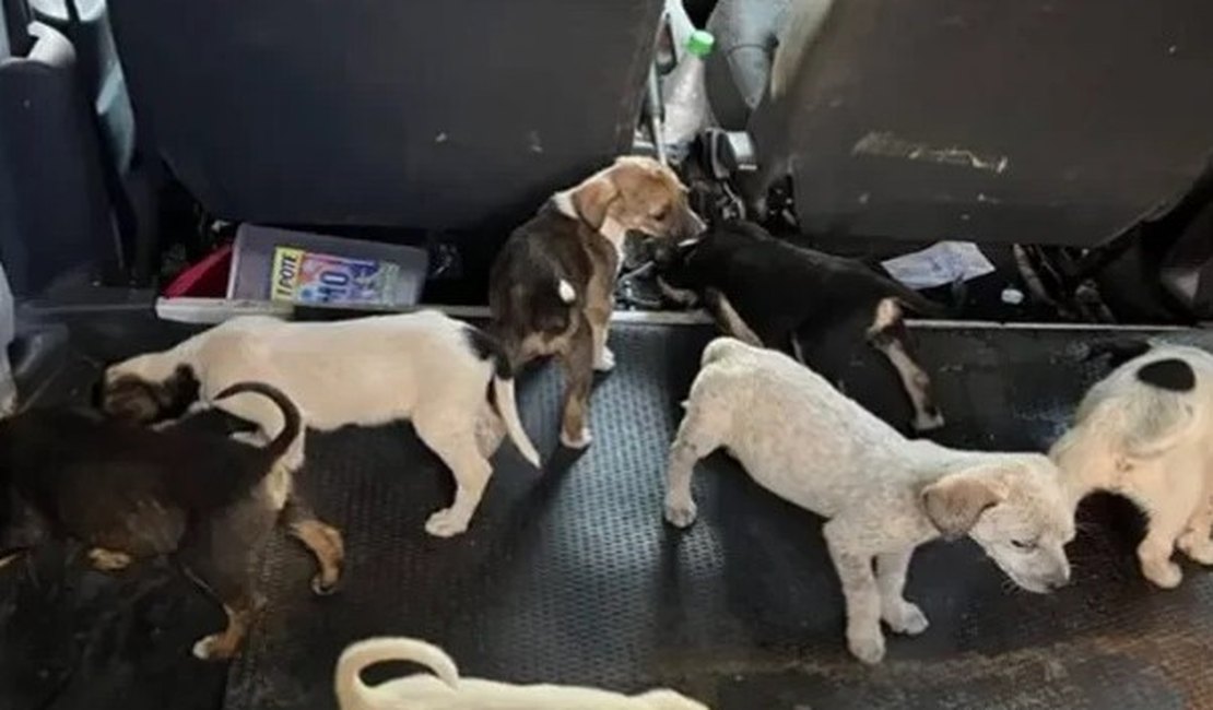 Abandonados em casa, cachorros se alimentam de filhotes para sobreviver