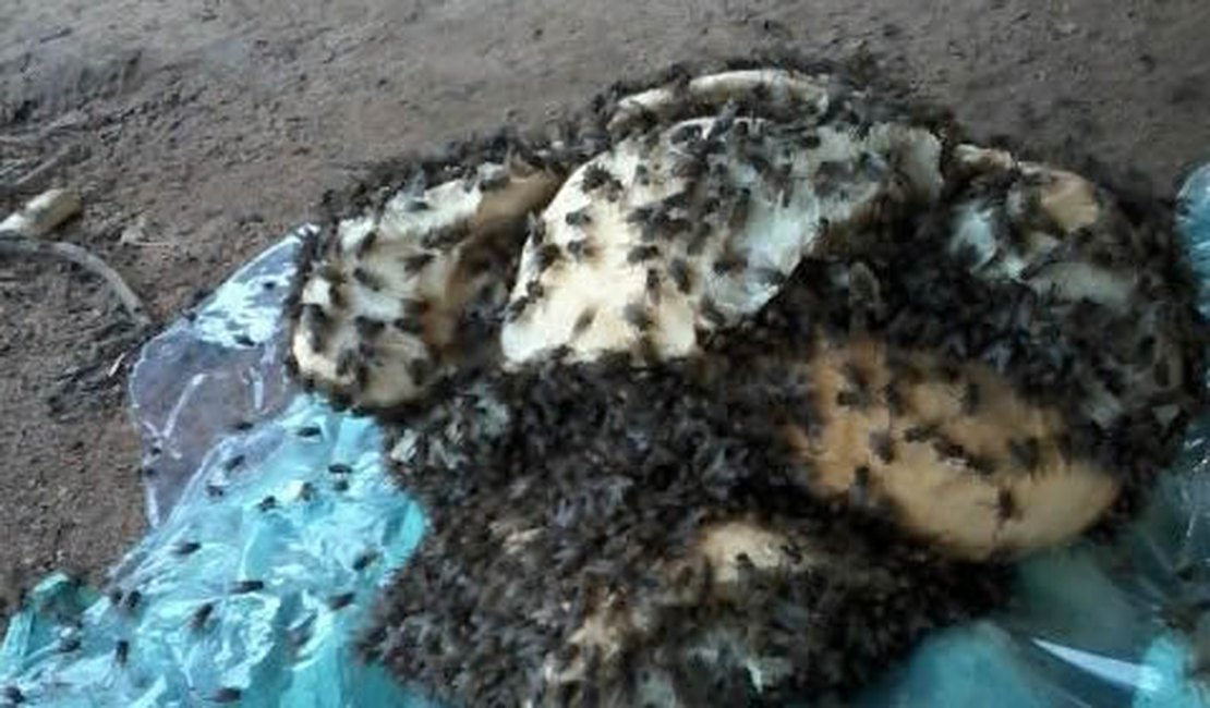 Após denúncias, avícola ainda causa transtornos a moradores do sítio Laranjal