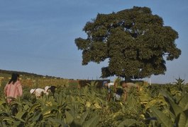 Curta-metragem alagoano “Destinação” estreia na Mostra Taquary e aborda ancestralidade feminina no Agreste