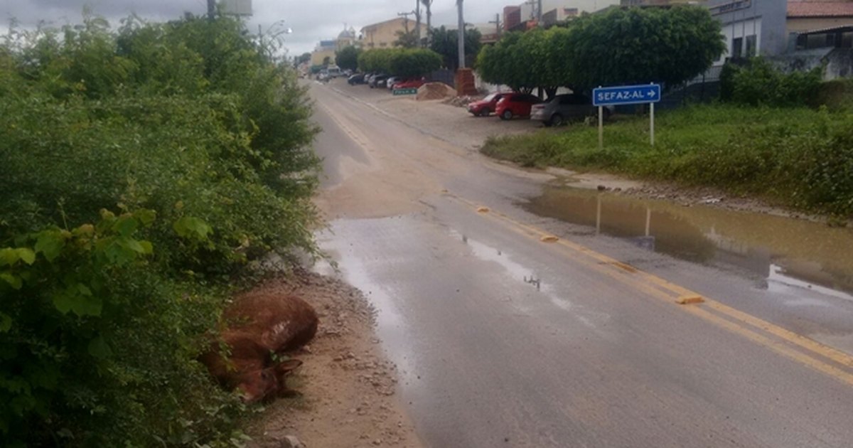 Descarga elétrica mata cavalo e deixa homem ferido na zona rural de  Cachoeira - Revista Recôncavo