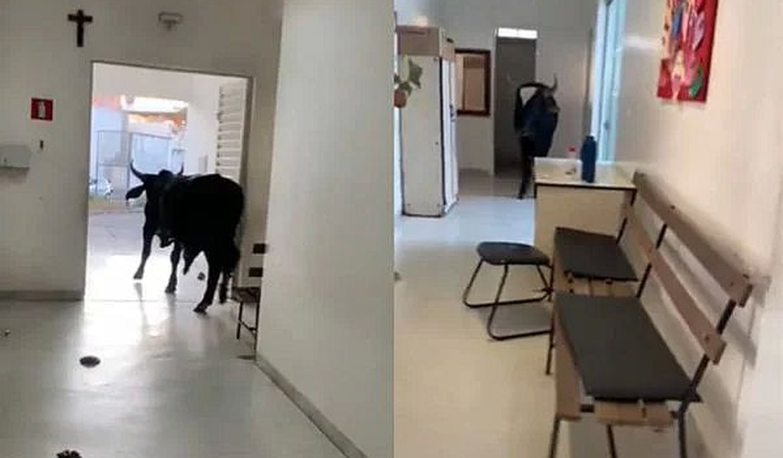 Vídeo. boi invade posto de saúde e assusta servidores e pacientes