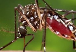 Casos de dengue, zika e Chikungunya somam 2,8 mil na capital