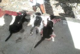 Detentos matam gatos para fazerem churrasco em penitenciária de Pernambuco