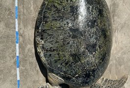 Tartaruga-verde adulta é encontrada morta presa em rede de pesca na Praia de Ponta Verde