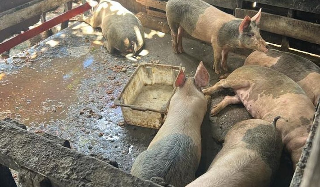 Fiscalização: donos de pocilgas têm 30 dias para retirar animais do local, em Maceió