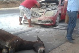 Carro que transportava estudantes colide com animal na AL-115, em Igaci