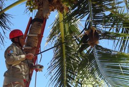 Tamanduá fica preso em coqueiro na Jatiúca e é resgatado por bombeiros