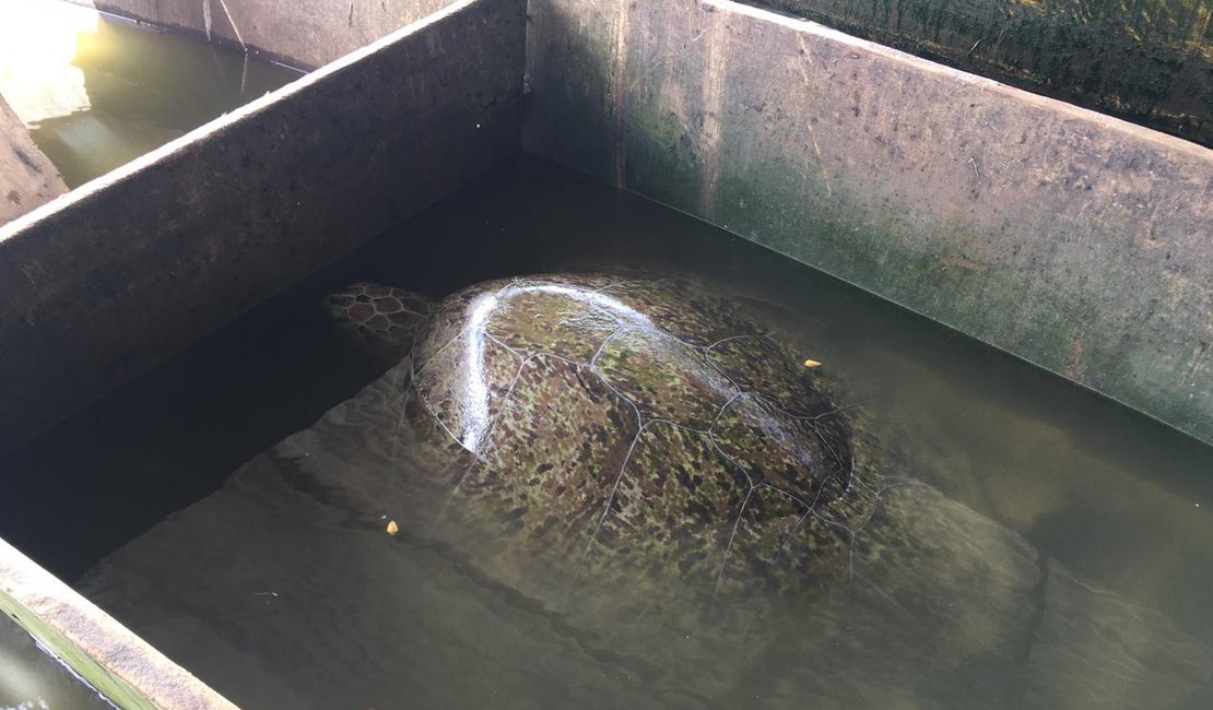 Tartaruga verde é encontrada por pescadores em Marechal Deodoro