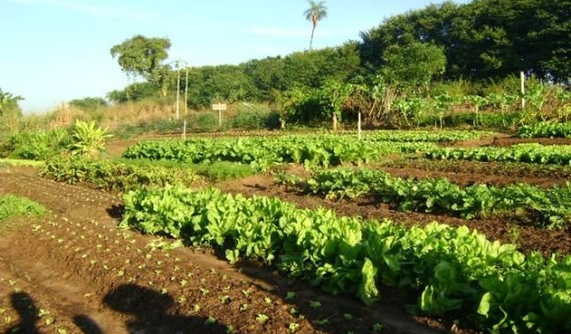 Representante do Sebrae nacional destaca resultados da Horticultura em Arapiraca