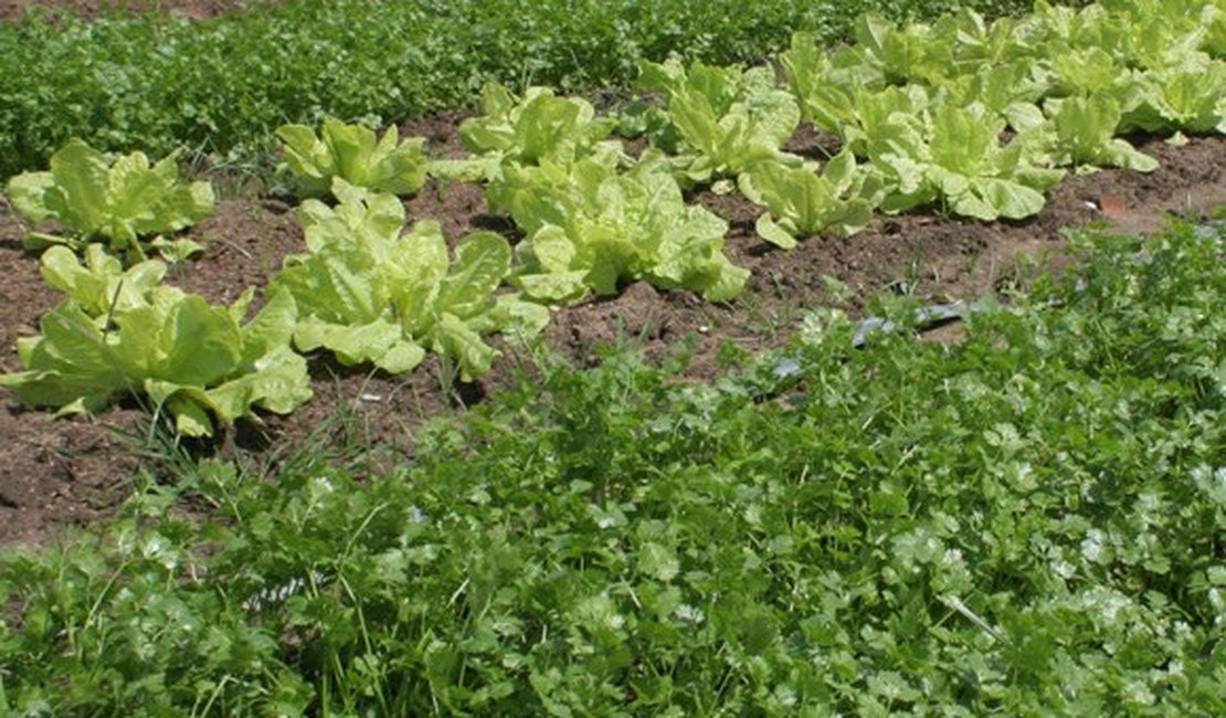 Horticultores do Agreste entram no Programa de Aquisição de Alimentos