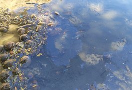 IMA encontra coliformes fecais em praia da Barra de São Miguel