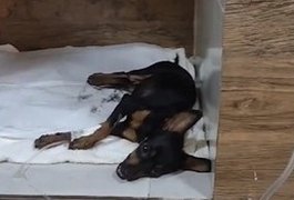 Tutores de animais denunciam envenenamento de cães e gatos no ﻿Bom sucesso, em Arapiraca