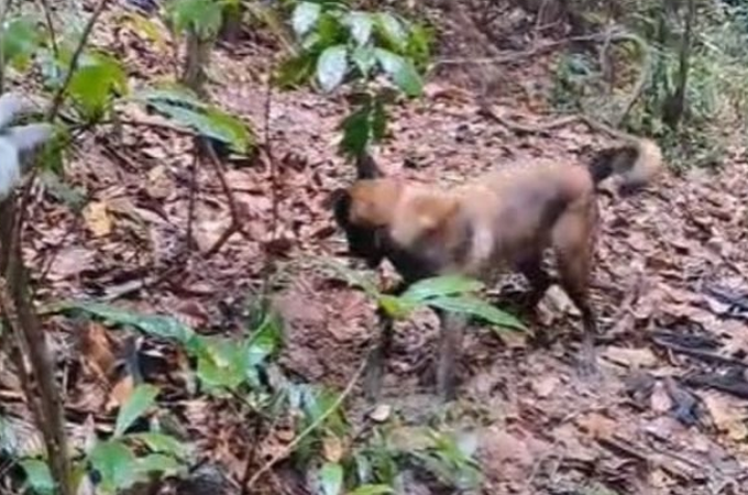 Cadáver de homem desaparecido é encontrado em cova rosa em Rio Largo