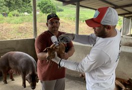 Quarta etapa da vacinação contra a peste suína clássica vai até o dia 15 de julho em Alagoas