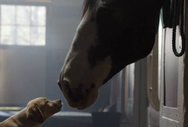 Novo comercial da Budweiser arrepia e emociona internautas