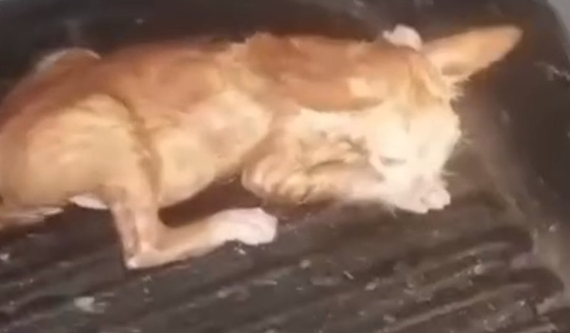 Homem é preso por afogar filhote de gato e divulgar vídeo com ameaças no agreste alagoano