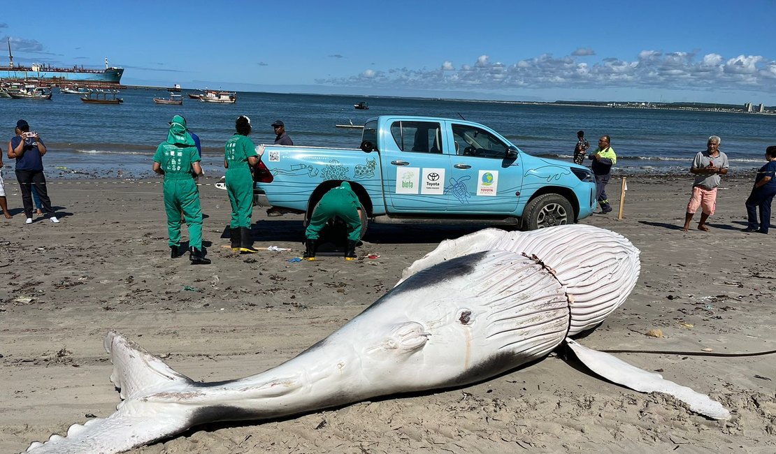 Filhote de baleia-jubarte é encontrado morto perto do Porto de Maceió