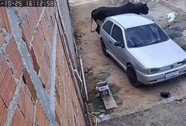 Boi furioso invade casa, destrói veículo e assusta moradores