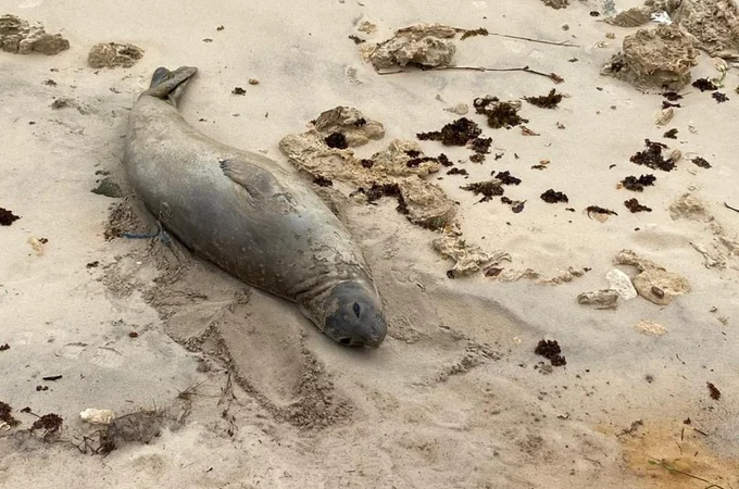 Elefante-marinho encontrado morto em Jequiá da Praia pode ter sido vítima de ação humana