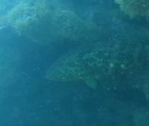 Peixe mero, ameaçado de extinção, é avistado em Coruripe