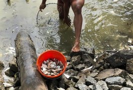 Pescadores encontram milhares de peixes mortos na Lagoa Manguaba, em Marechal